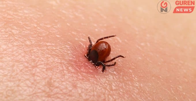 ХӨСҮТ-өөс хачиг дайжуулагч, үргээгч бүтээгдэхүүн хэрэглэхийг зөвлөж байна