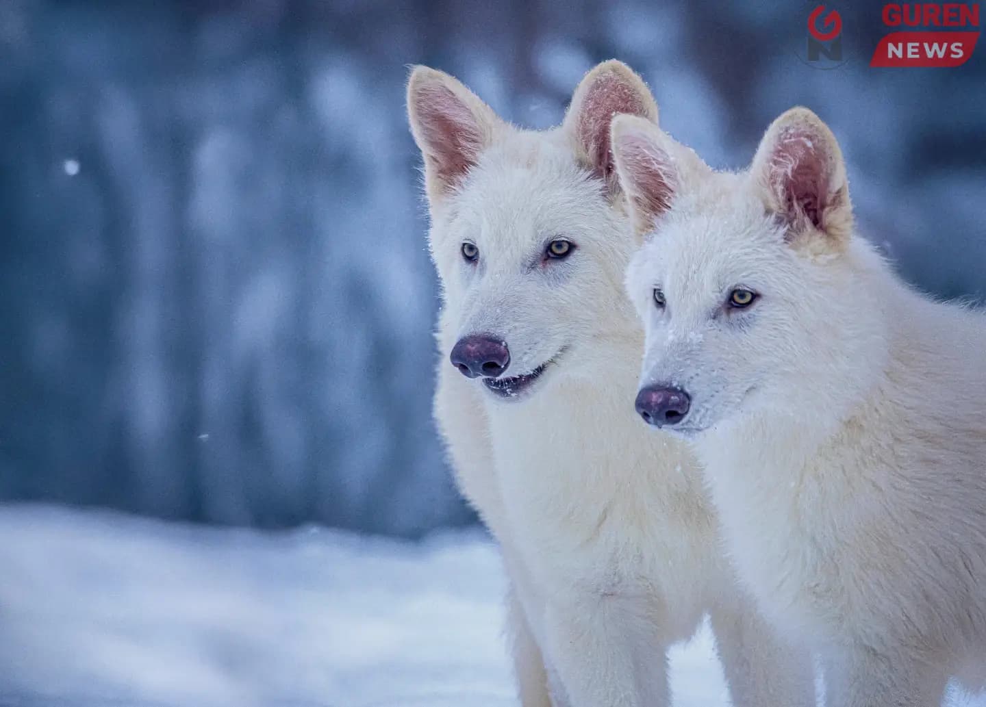 Эрдэмтэд чононд генетикийн инженерчлэл хийж устсан төрөлтэй адил гадаад төрхтэй болгожээ
