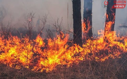 ОБЕГ: Сэлэнгийн 5000 га газар шатсан ч бүрэн унтрааж чадаагүй байна