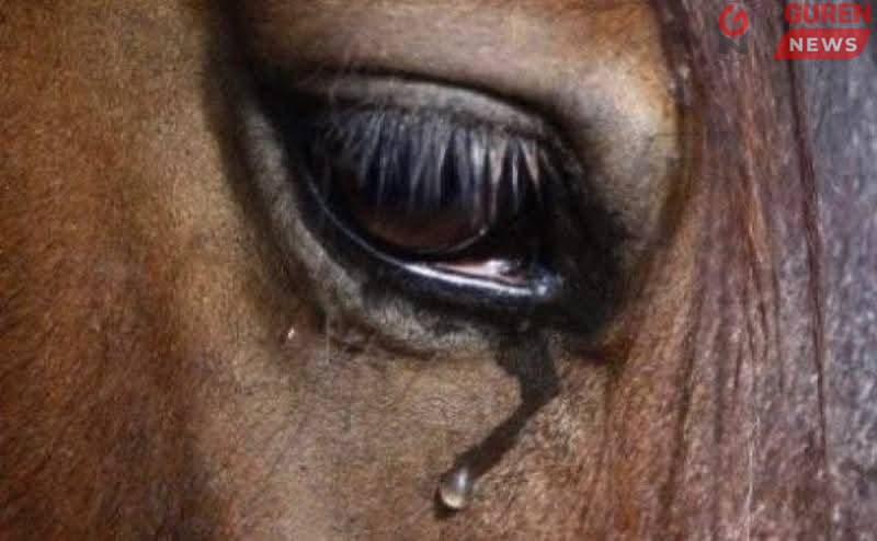 Наадмын уралдаанд бэлдэж байсан 18 адуу алга болсон бөгөөд төхөөрсөн нөхцөл байдалтай олджээ…