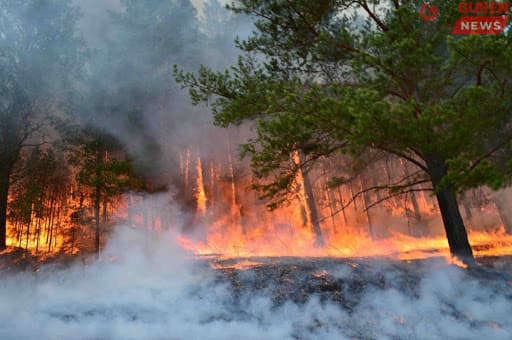 ОБЕГ: Ой хээрийн түймэр 40 хувиар өсч, усанд 16 том хүн, 7 хүүхэд осолдсон
