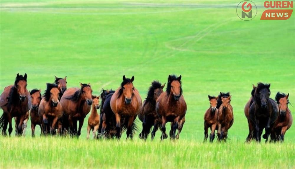 Жил бүрийн долоодугаар сарын 11-ний өдрийг “Дэлxийн адууны өдөр” болгон тэмдэглэн өнгөрүүлнэ