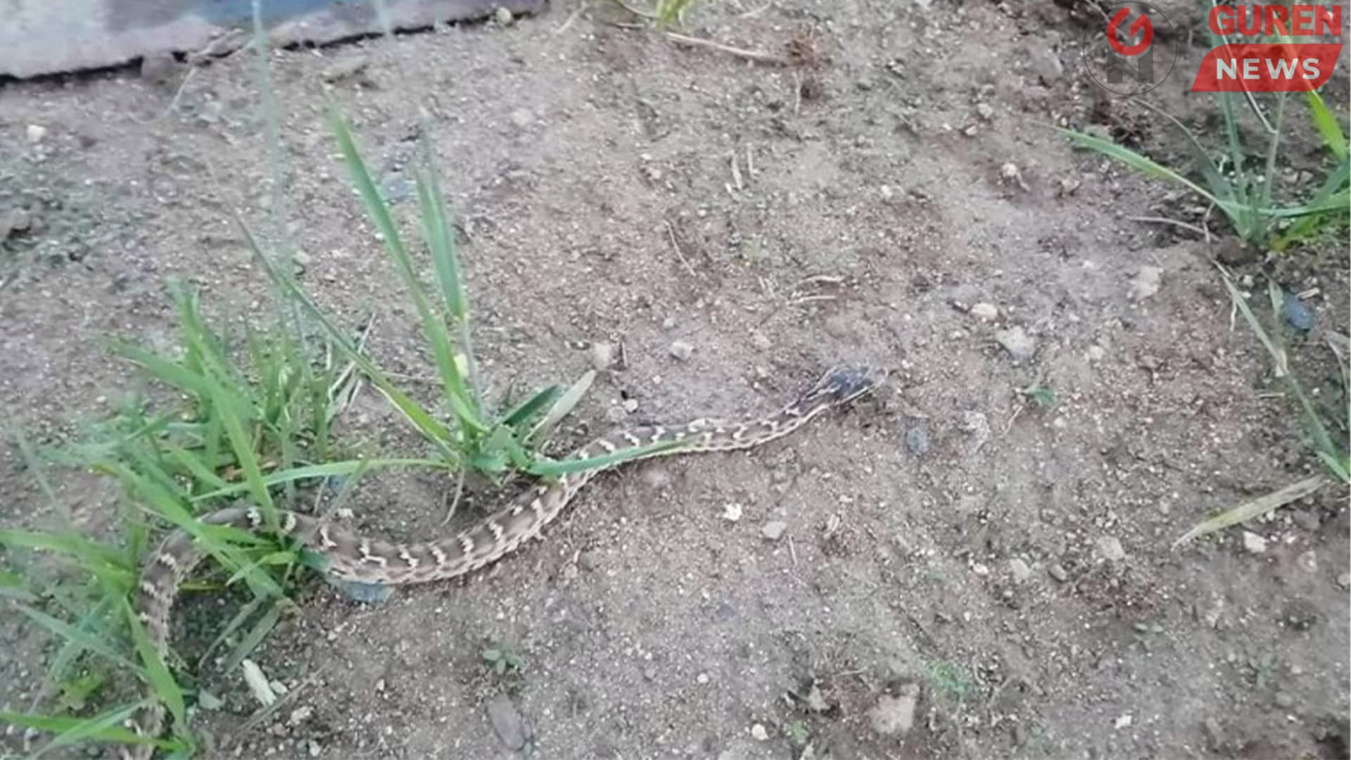 Могойд хатгуулахаас хэрхэн сэргийлэх вэ