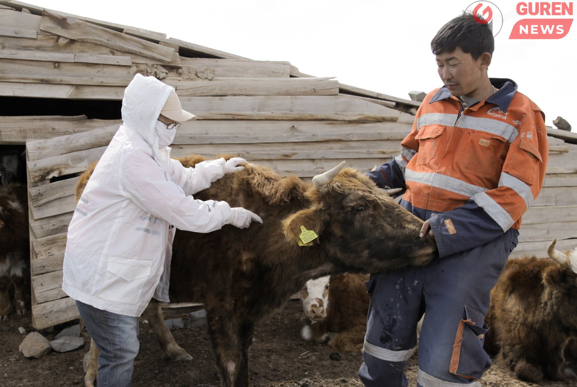 Гачууртад шүлхий өвчний сэжигтэй тохиолдол батлагдсан тул хорио цээрийн дэглэм тогтоолоо