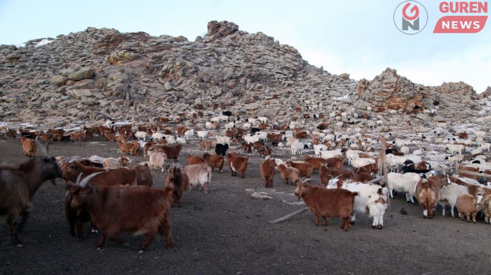 Өвөл-хаврын бэлчээрийн даац нутгийн 60 орчим хувьд хүрэлцээтэй байна