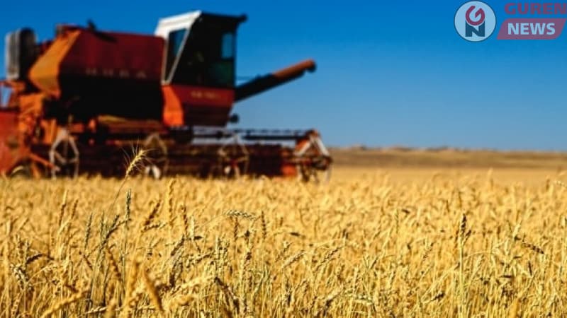 Төмсний 72, хүнсний ногооны 62 хувийг дотоодоос хангана