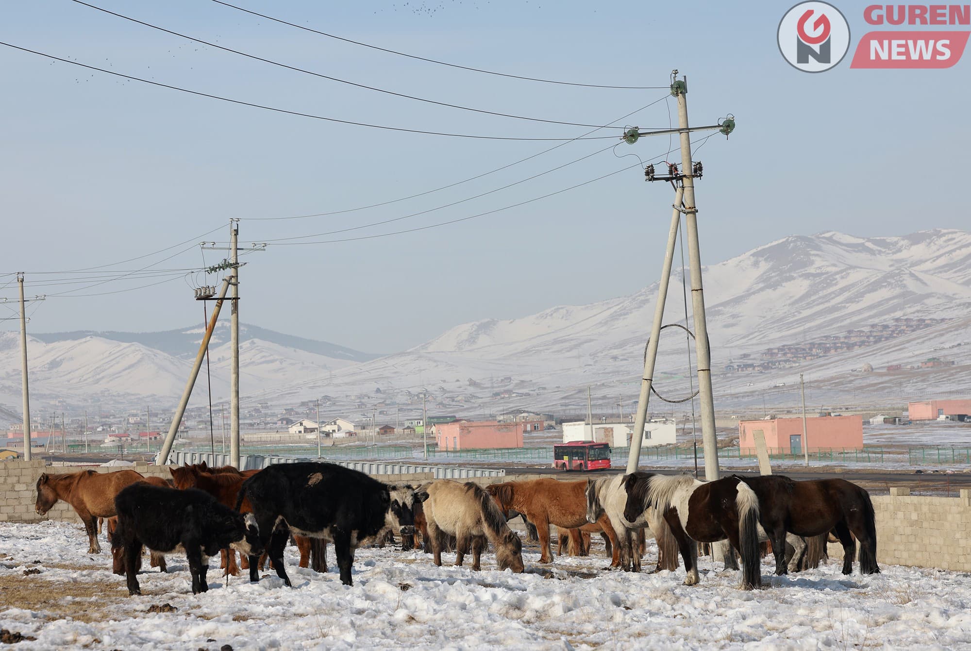 Хориглосон бүсэд малаа нэврүүлсэн иргэнийг нэг сая төгрөгөөр торгоно