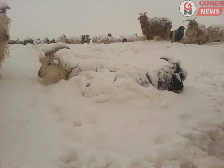 Зудын эрсдэл энэ өвөл өндөр хэвээр байна 