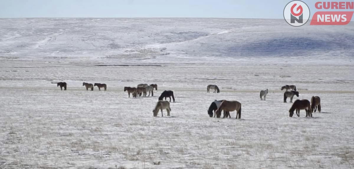 Мал, тэжээвэр амьтны тооллого ням гарагт эхэлнэ