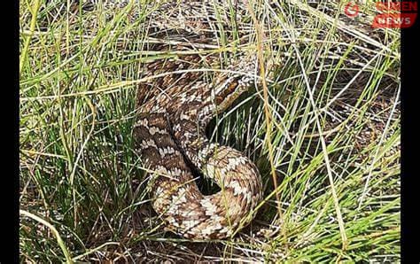 Бамбай хоншоорт могойд хазуулсан тохиолдолд дараах арга хэмжээг шуурхай аваарай