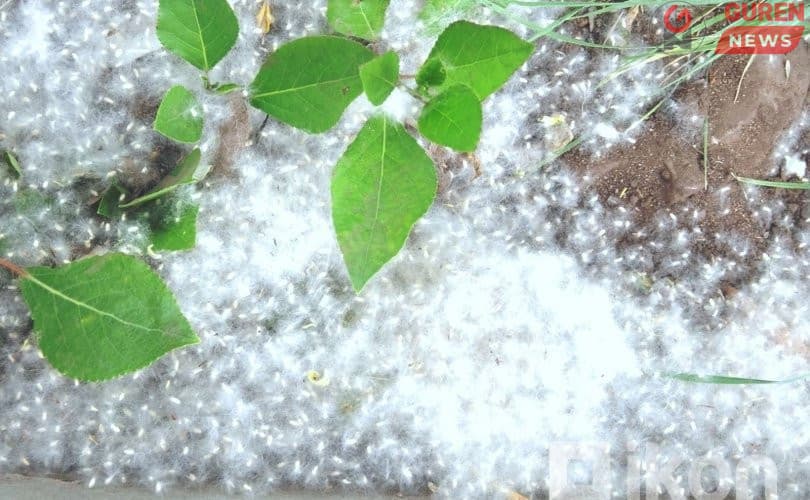 Унгирал нь улиасны үр учир харшил үүсгэхгүй