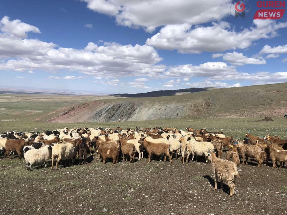 Малын хулгай багасах биш улам өссөөр байна