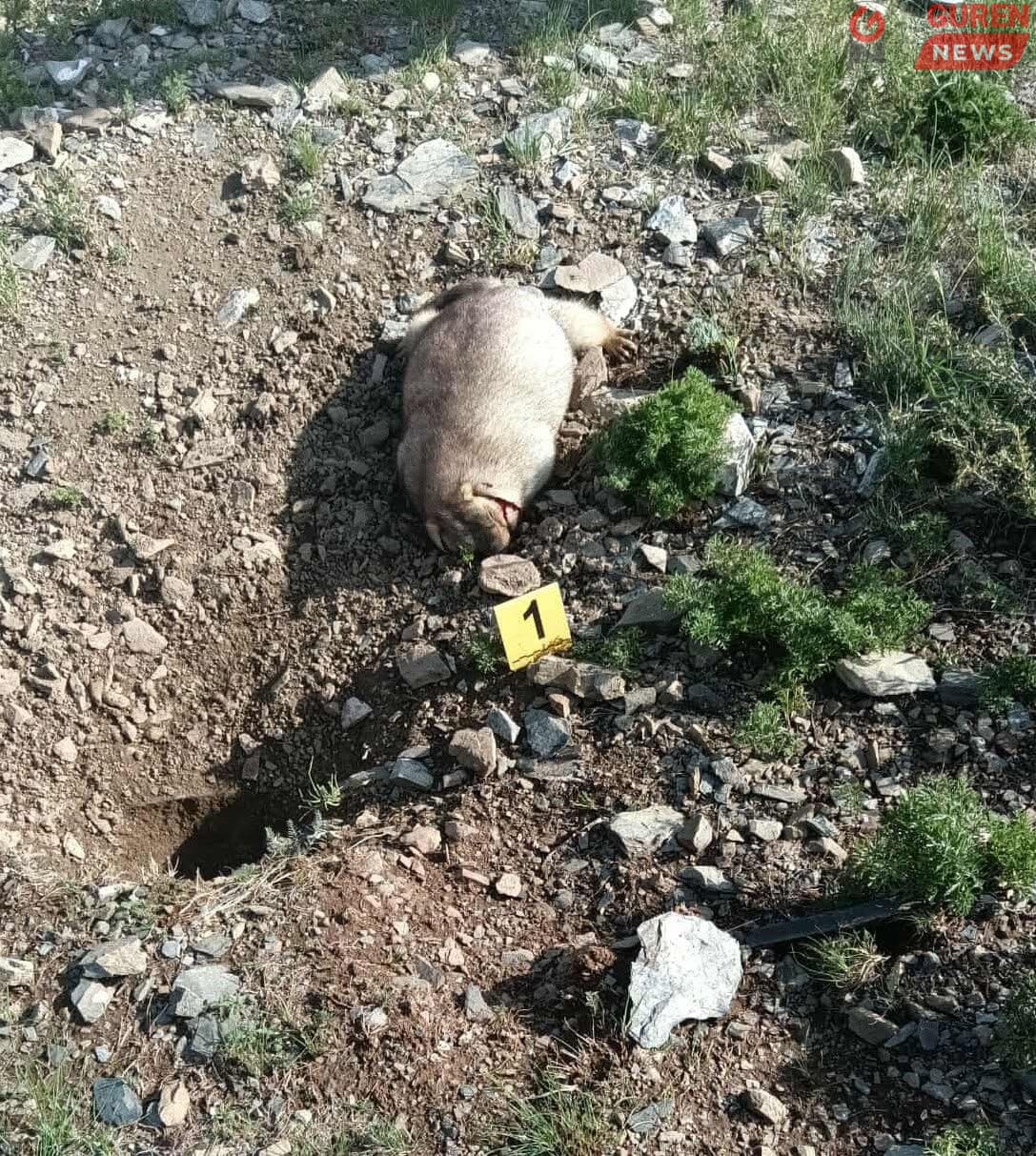 Богдхан ууланд буун дуу гарчээ