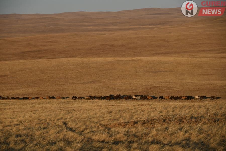 Бэлчээрийн ургамлын ургалт нийт нутгийн 55 хувьд хэвийн байна