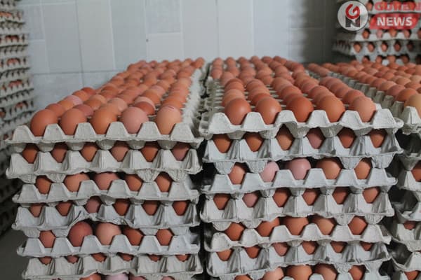 ҮСХ: Өндөг, махны үнэ өсч, нарийн ногооны үнэ буурчээ