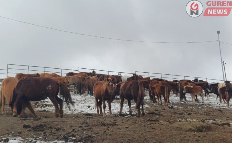 Хориглосон бүсэд мал оруулсан иргэдийг зөрчлийн хуулиар торгоно