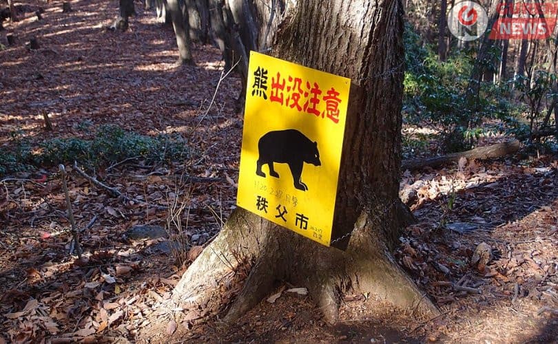 Япон: Дахин хоёр хүн баавгайн дайралтад өртлөө